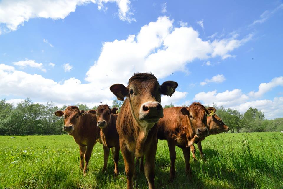 New grass to reduce cow-burping methane emissions