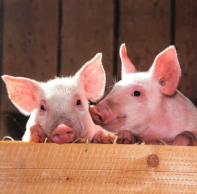 Danish MRSA-infected pigs causing problems throughout Europe