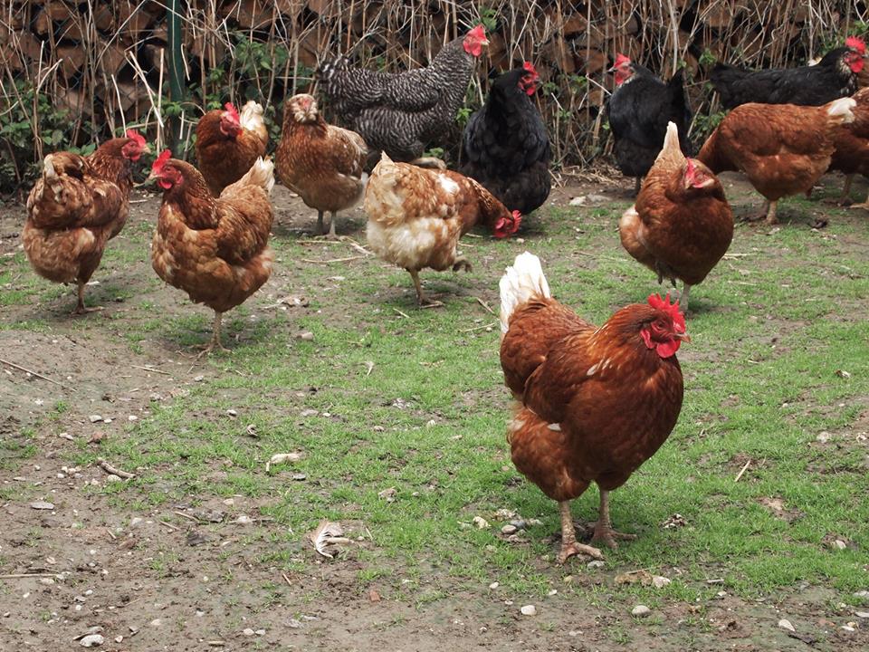Bird flu hits first Danish poultry farm