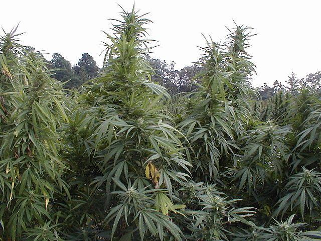 Danish farmers going to pot, but in a good way for a change