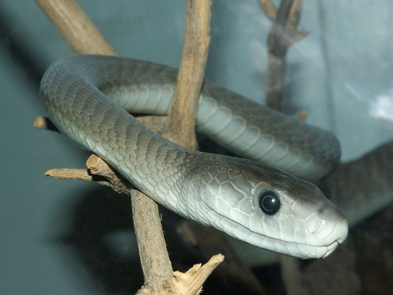 Danish researchers find the key to snake bite anti-venom