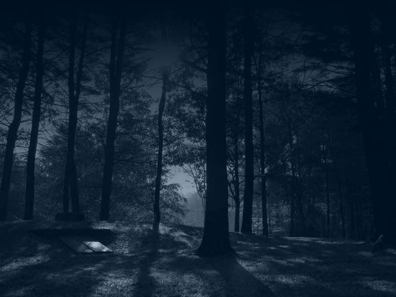 Two-year-old forgotten by Danish kindergarten in dark forest for over two hours
