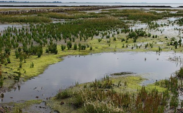 ære beviser indtryk Danish national nature fund establishing an island paradise for migratory  birds - The Post