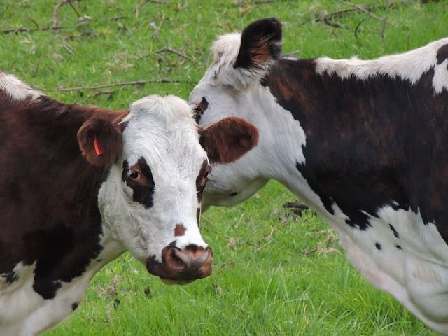 In Denmark, Big Brother is watching … cows
