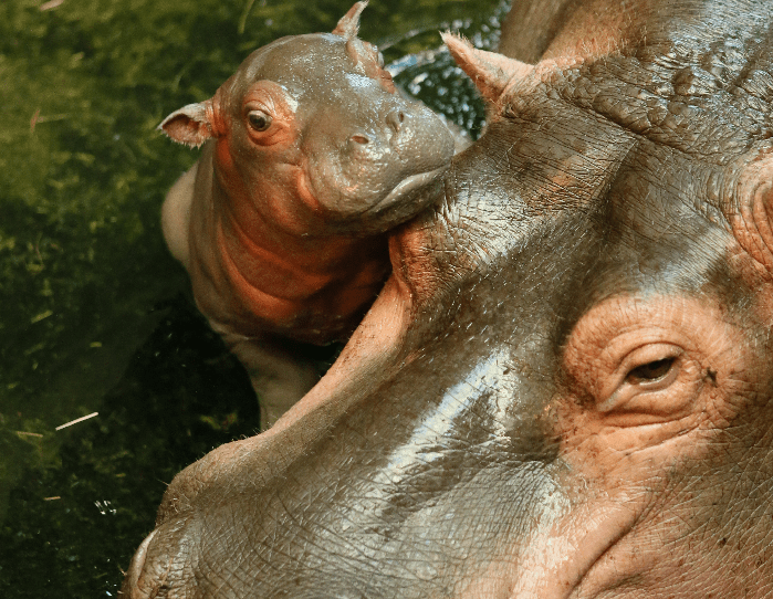 Baby boom at Copenhagen Zoo with little chimpanzee and hippo