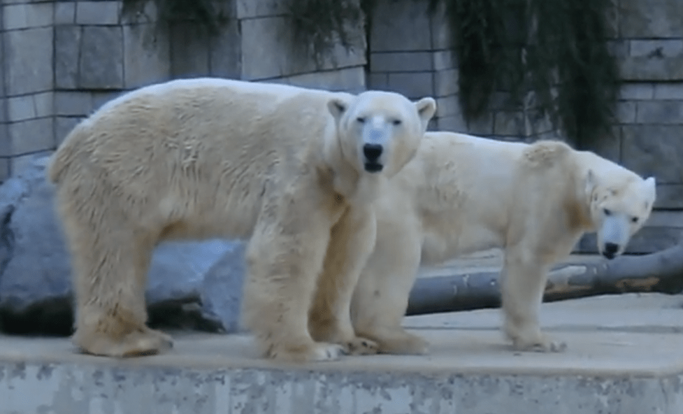 Polar bear Vilma suddenly dies at Aalborg Zoo