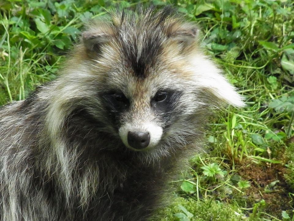 Denmark struggling with raccoon dog epidemic