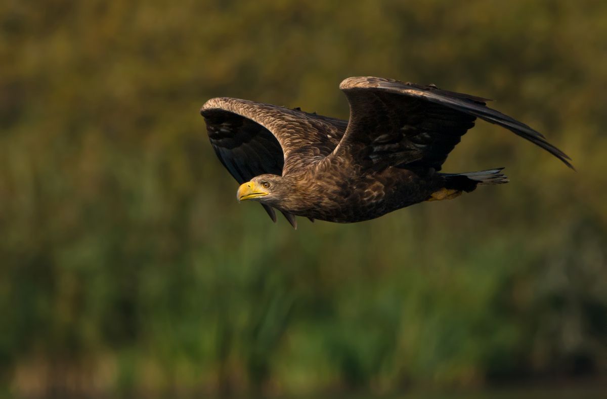 Denmark’s eagle population soars to record high