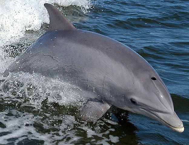 Rare sighting of a bottlenose dolphin in northern Danish harbour