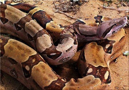 Snakes on a boat! Norwegian customs officials find boa constrictor on ferry arriving from Denmark