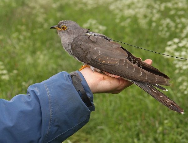 Danish researchers: climate change impacting migrating birds