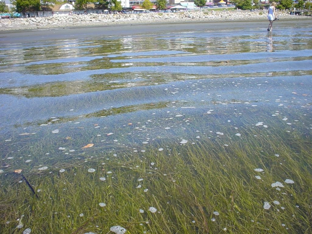 Danish eelgrass is the world’s best at combating CO2
