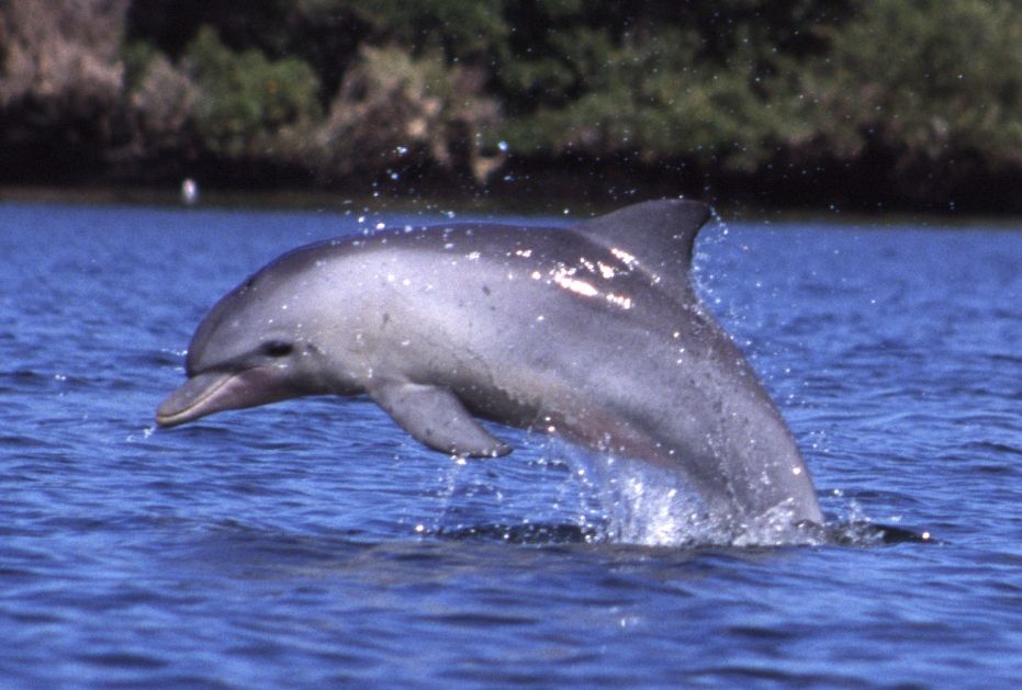 Bottlenose dolphin seen in Danish waters found dead