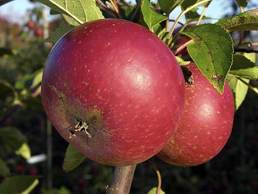 Best-known Danish apples are immigrants, claim researchers