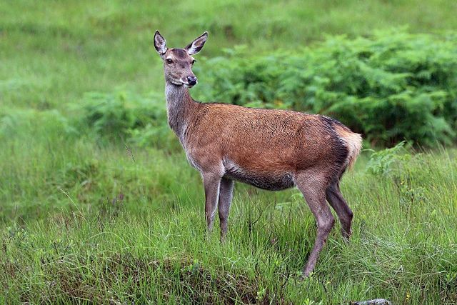 Oh deer! Record-sized herd of red deer roaming Danish field