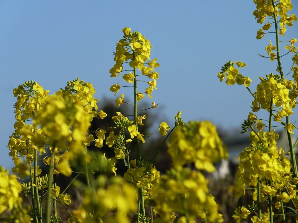 Danish researchers make mustard a viable oil crop