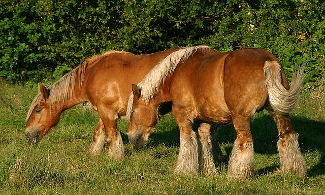 Antibiotic-resistant bacteria found in Danish horses