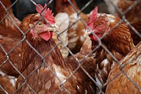 Danish chickens allowed outdoors after 5 months under quarantine
