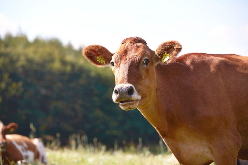 Late-April Kids: Make some noise for the cows on Økodag!