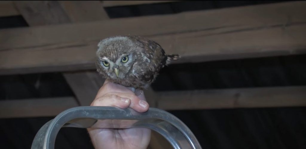 Little owls in Denmark are having a hard time of it