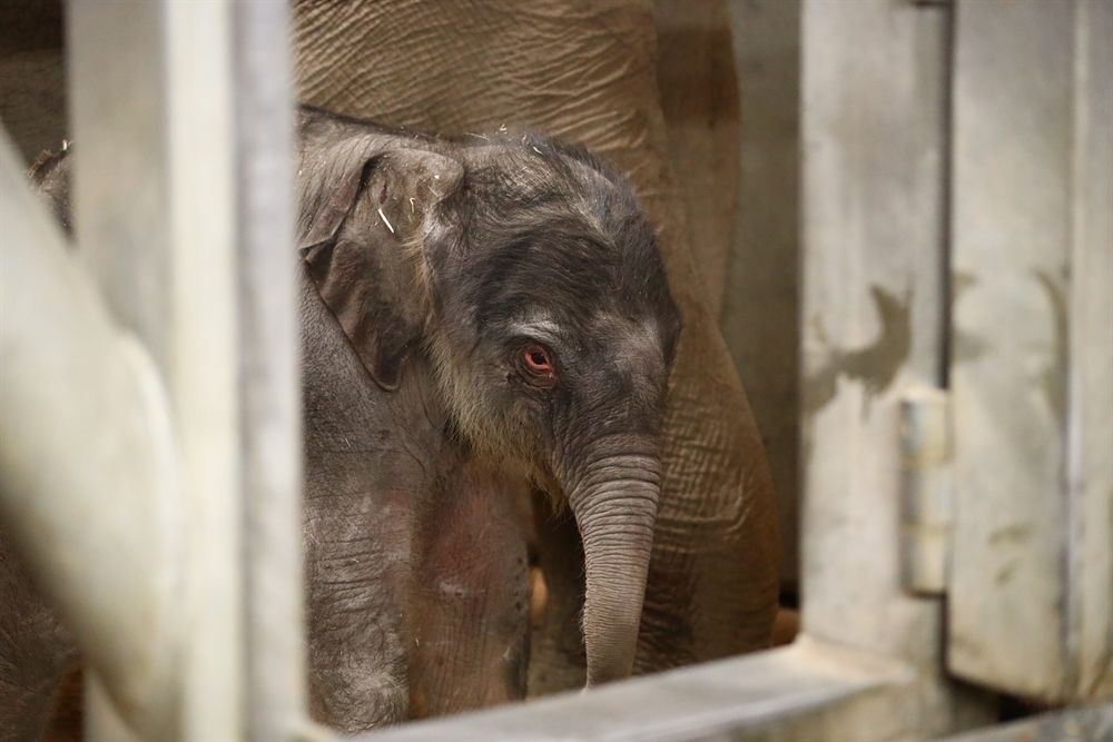 Baby elephant born in CPH Zoo