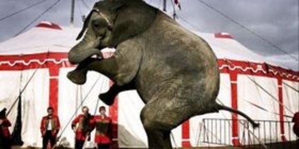 Sign the petition to free Denmark’s real-life Dumbo!