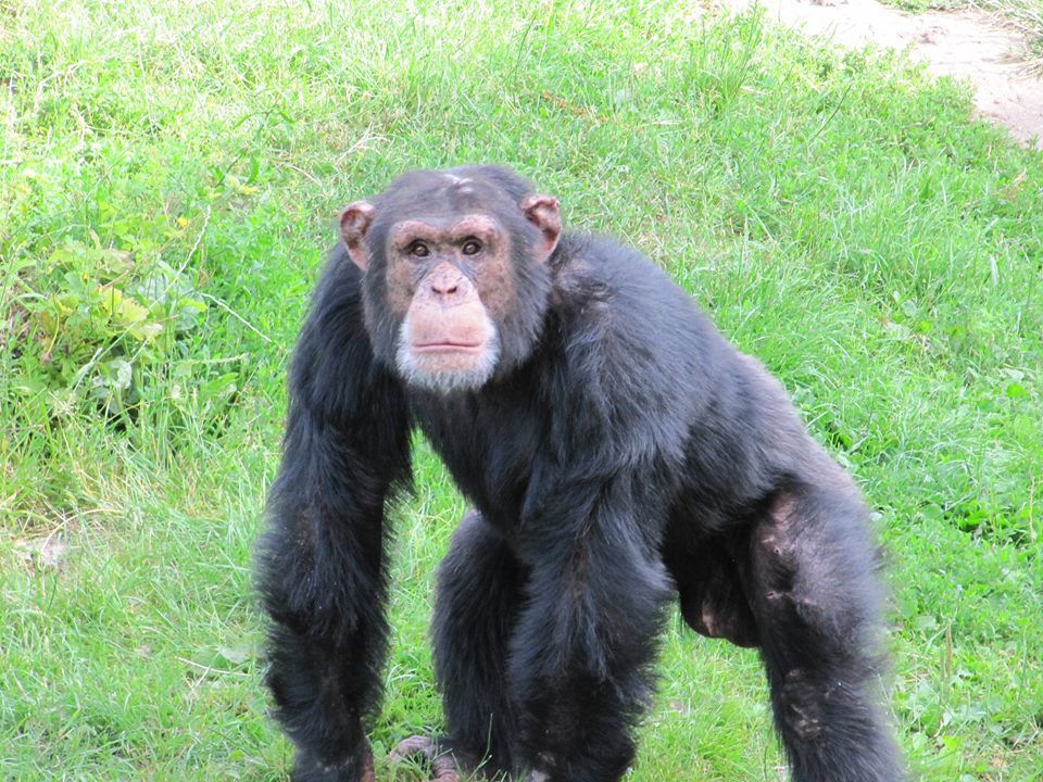 Chimpanzee drowns at Odense Zoo