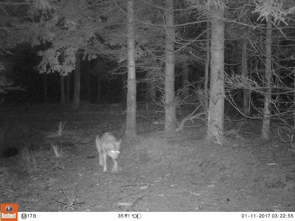 Denmark has its first wolf pack