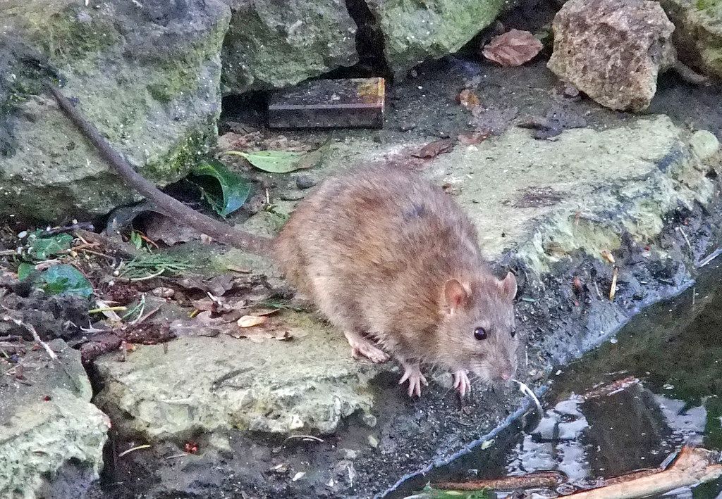 Island pulling out all the stops to prevent rat plague