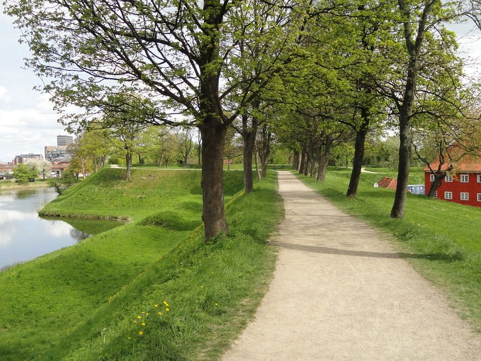 More than half of Copenhageners want to see more trees in the city