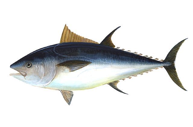Bluefin tuna returns to Danish waters