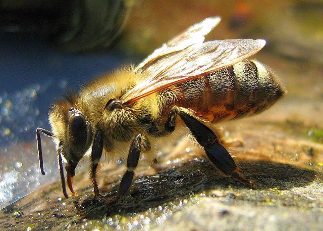 Danish bee population in decline for fourth year running