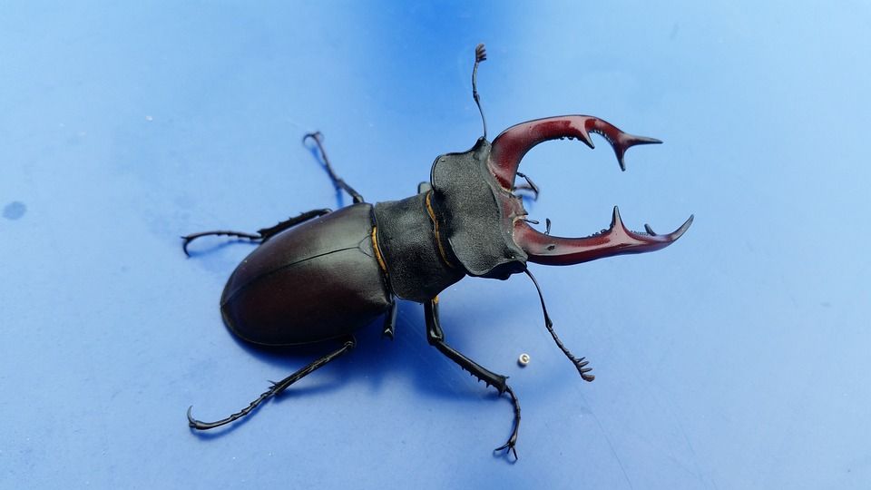 Monster beetle returns to Denmark