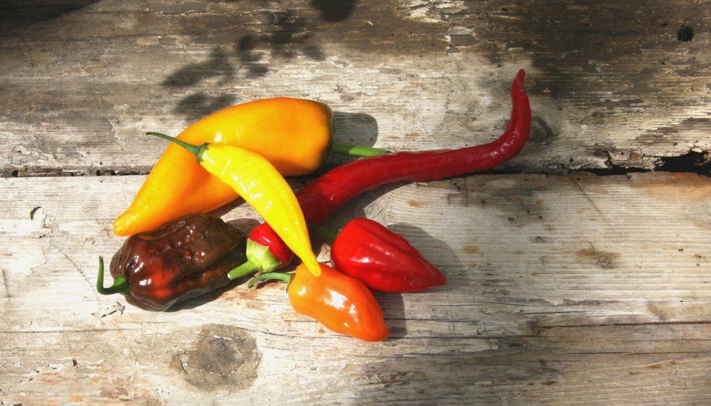 Bring the heat! Tivoli to host chilli tasting