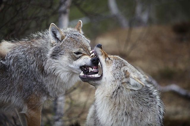 Denmark’s wolves not as big and bad as their reputation