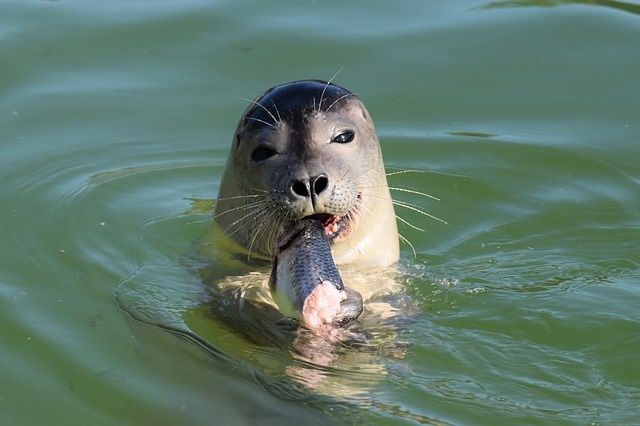 Seals becoming a growing headache for fishermen in Danish waters