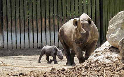 Rare rhino birth underlines success of inter-zoo breeding co-operation