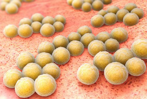 Danish researchers break down resistant bacteria defence against antibiotics