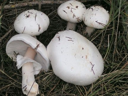 Tragedy strikes as two children die after eating poisonous fungi