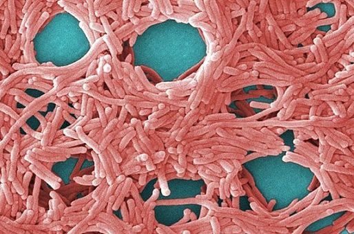 Denmark has more than its share of Legionnaires’ disease sufferers