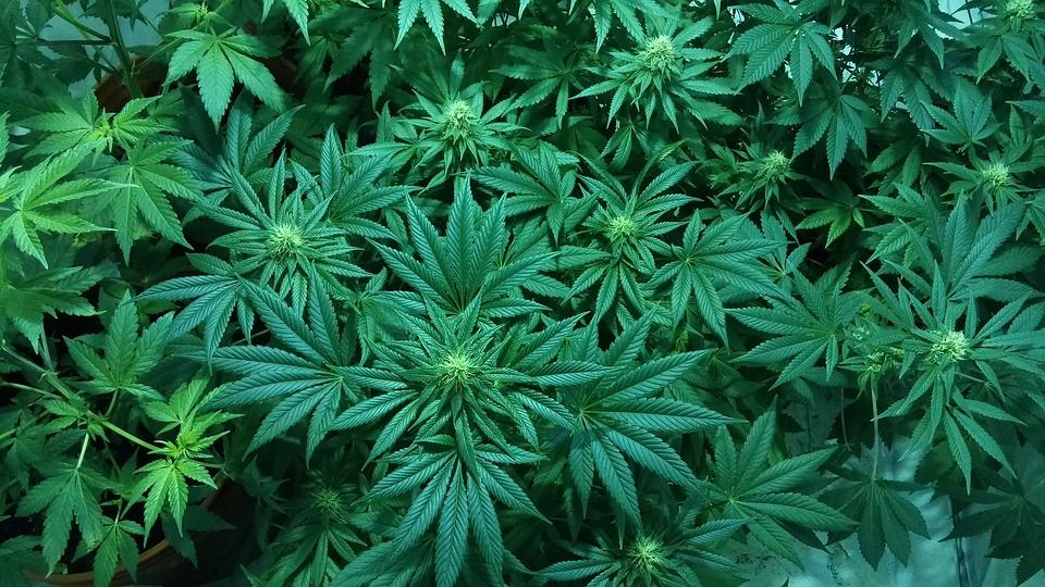 Danish companies gearing up for cannabis farming