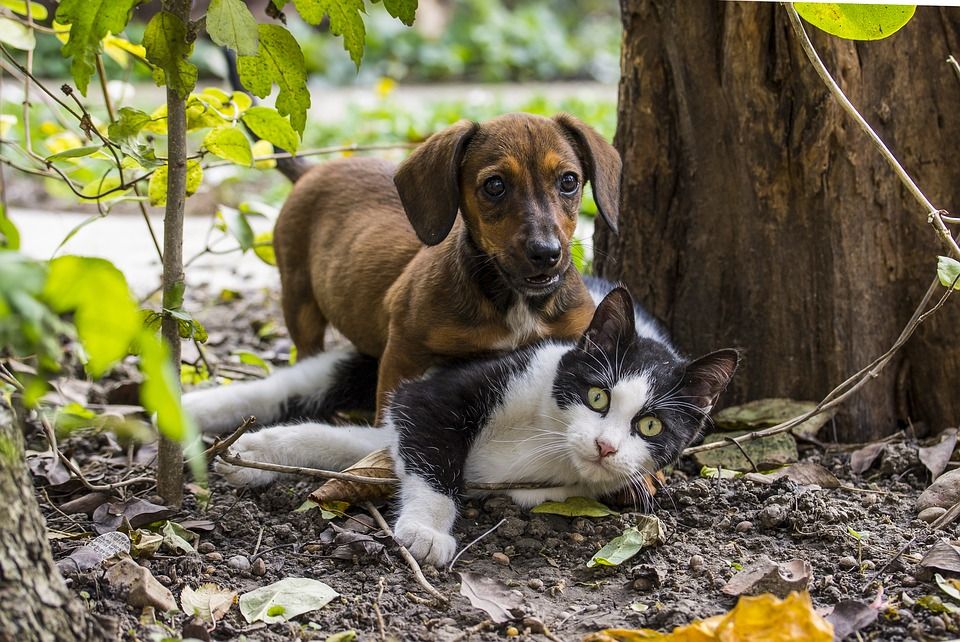 Science Round-Up: Proof that dog owners love their pets more than cat owners