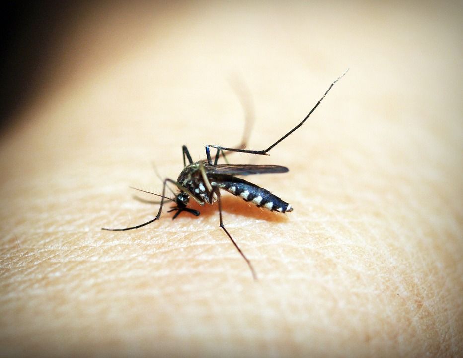 Denmark potentially in the firing line for five mosquito-borne diseases, warns researcher