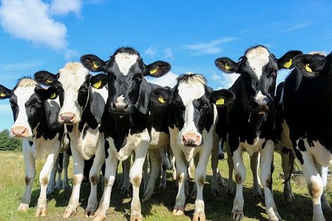 ‘Greener’ cows could be in the pipeline