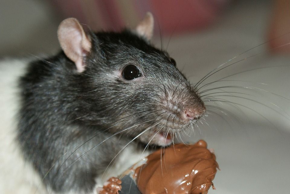 Rats! Denmark sees explosion in unwanted rodents