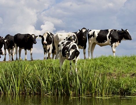 Farmers up in arms over proposed methane tax on cows
