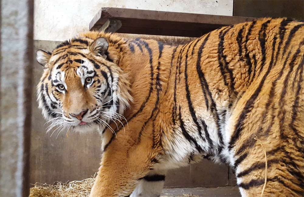 CPH Zoo tragedy: New male tiger kills female