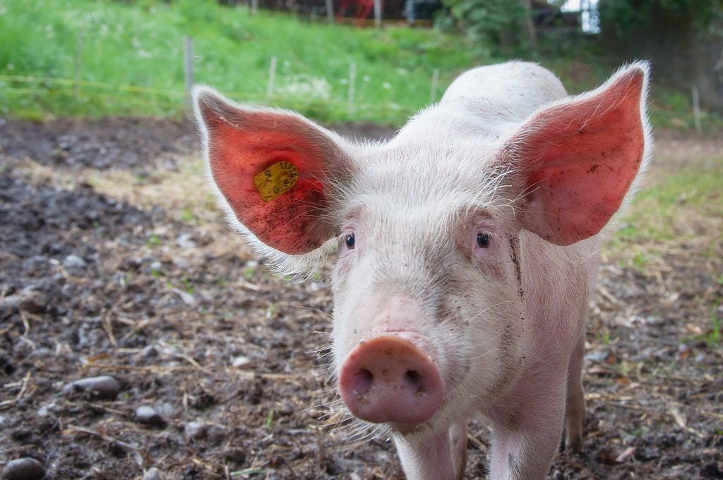 Babes everywhere: twice as many pigs in Denmark than people