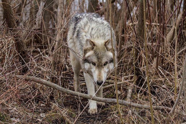 Science Round-Up: Protected wolves disappearing without trace in Denmark