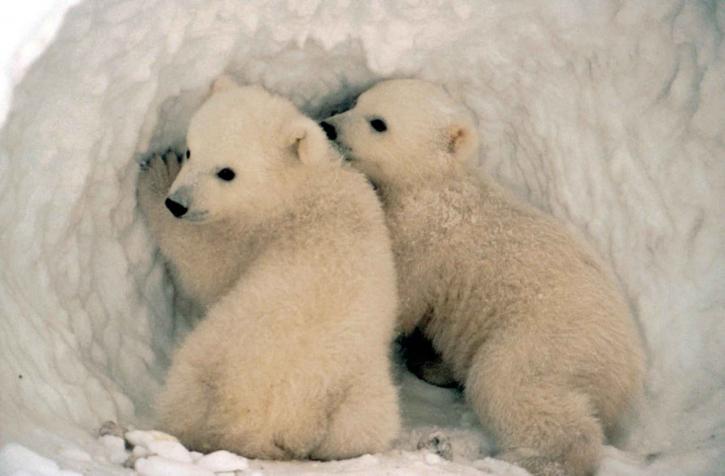 International News in Brief: Polar bear watching earns Danish kingdom bucket list place